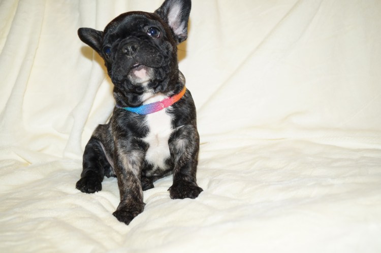 Метис французского бульдога