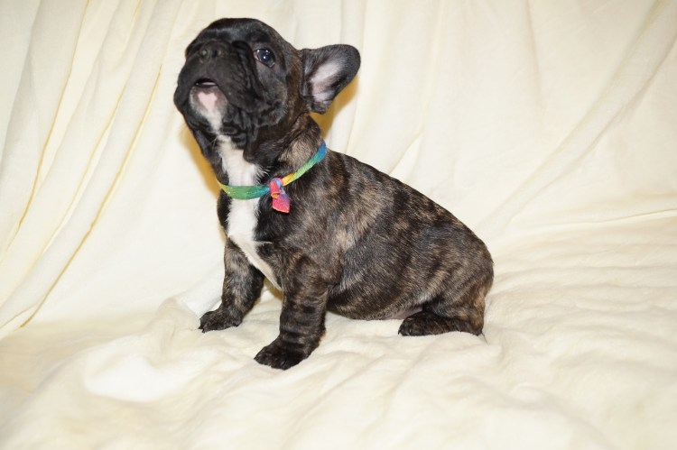 Французский бульдог плюс такса