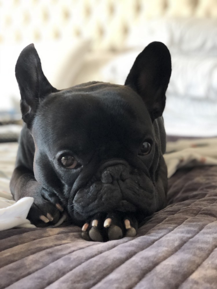 Флаффи английский бульдог