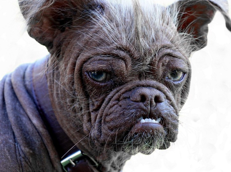 Английский бульдог Жажа