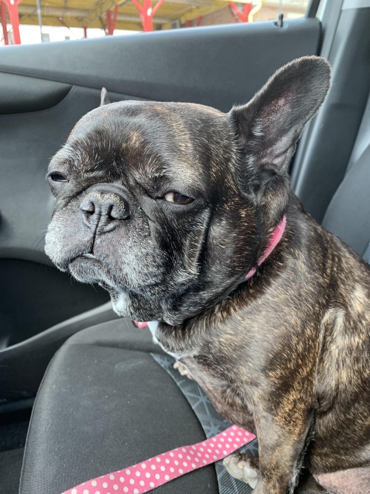 Длинношерстный бульдог флаффи