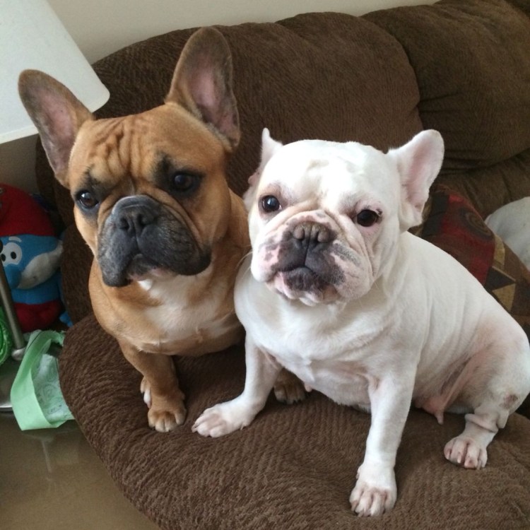 Залысины у французского бульдога