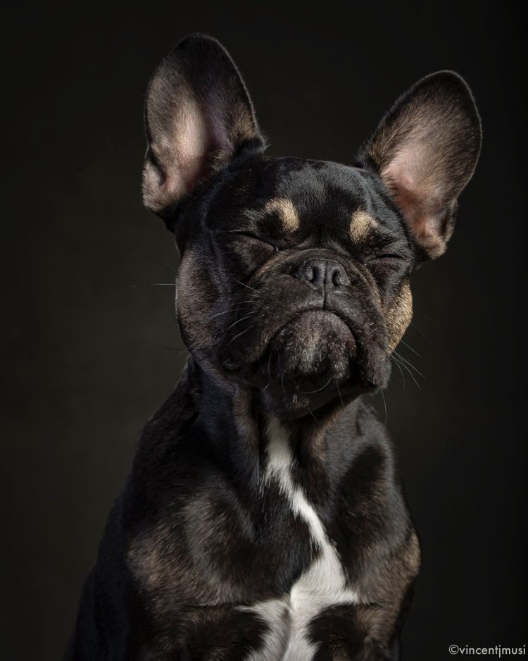 Полевые французский бульдог