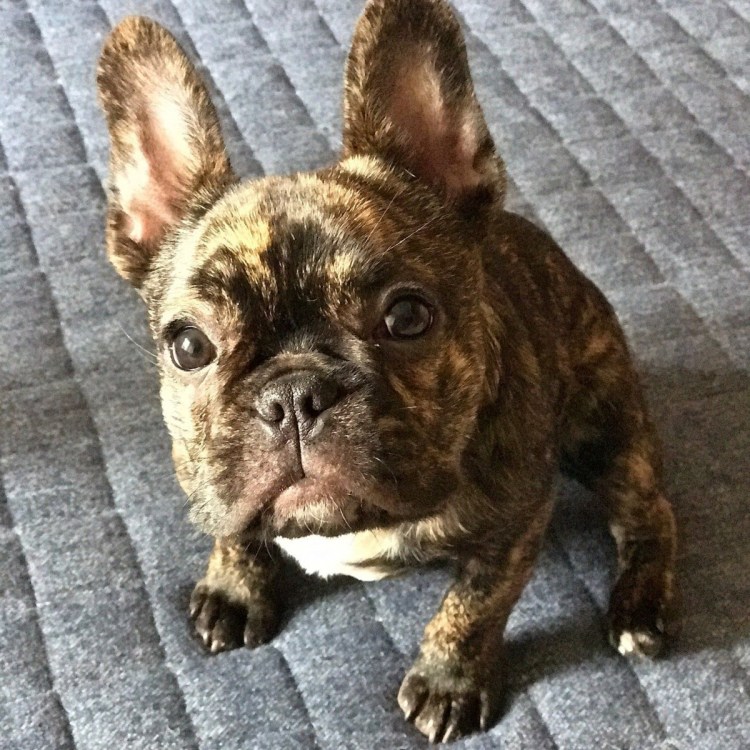 Французский бульдог тигровый