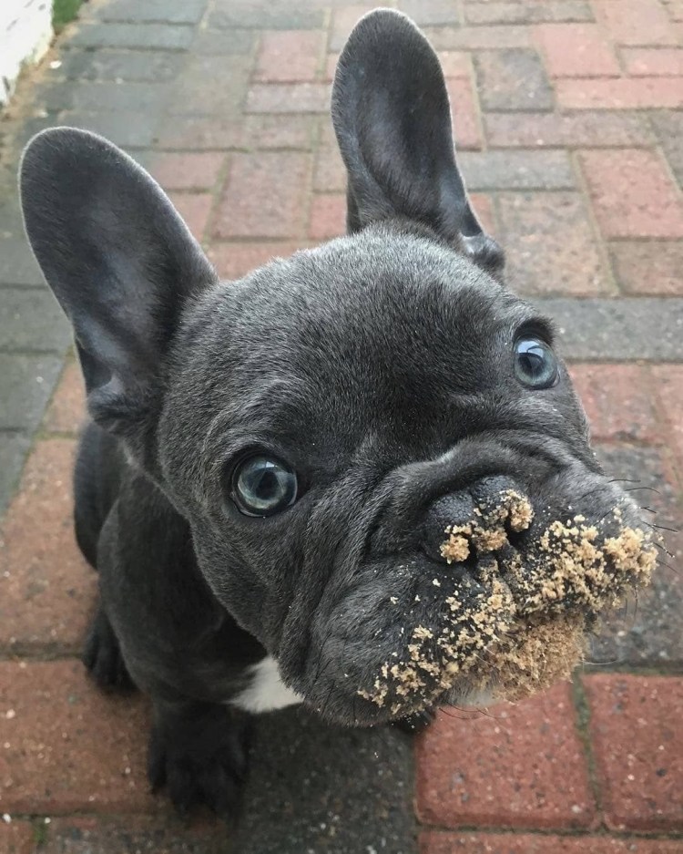 Флаффи бульдог