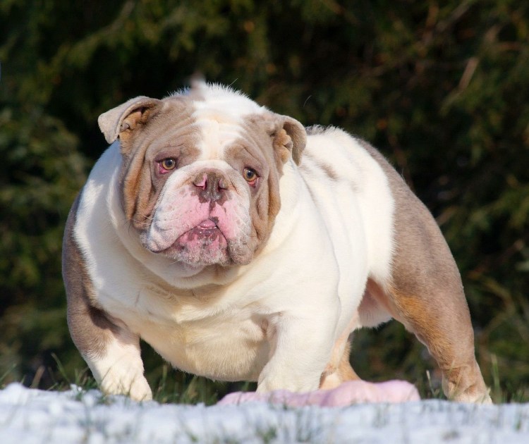 Скучающий бульдог