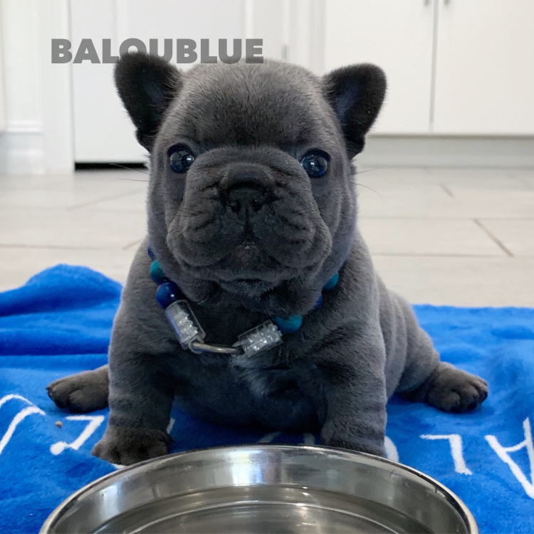 Хохлатый Мопс