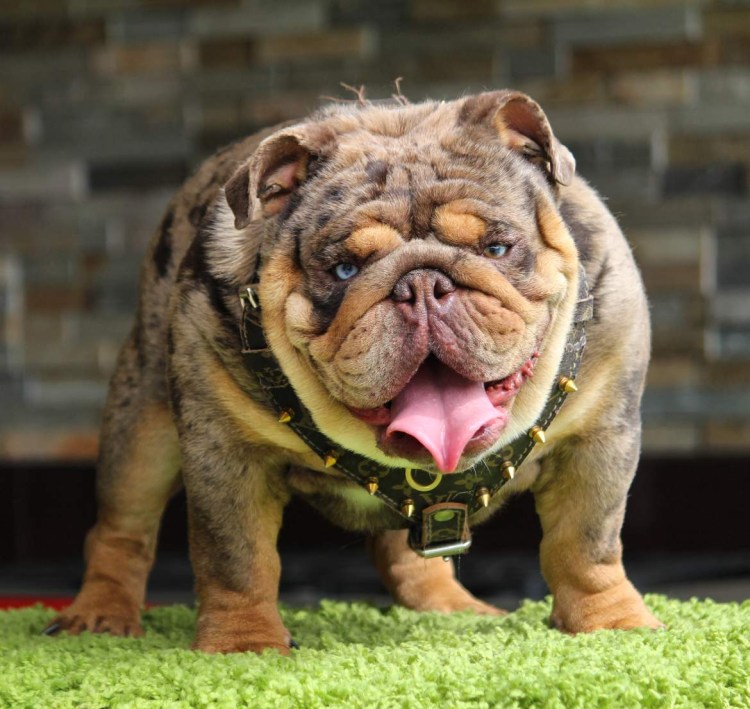 Нормандский бульдог