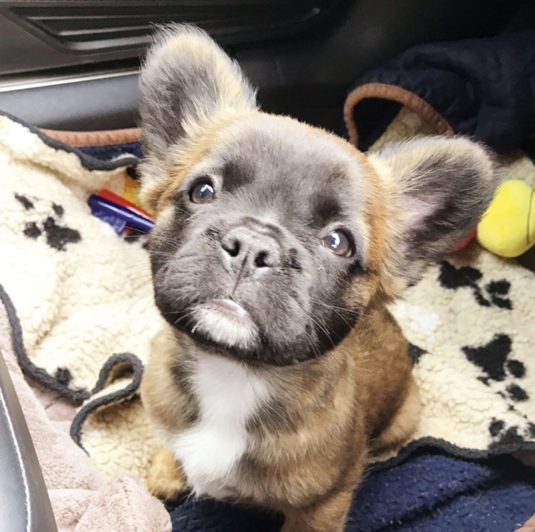 Бенгальский бульдог