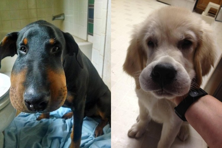 Таксу покусали пчелы