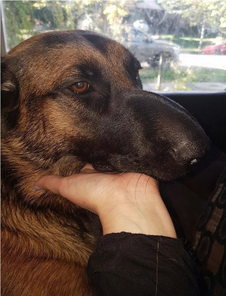 Собаки ккусанне пчелами