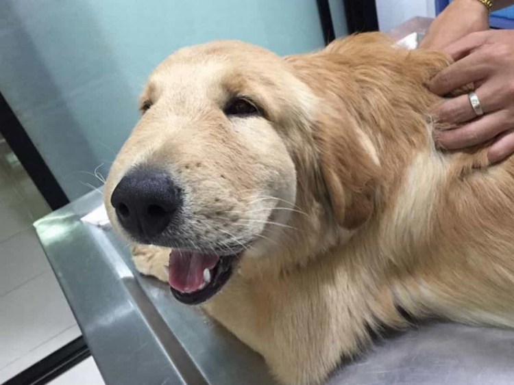 Анафилактический ШОК У собаки