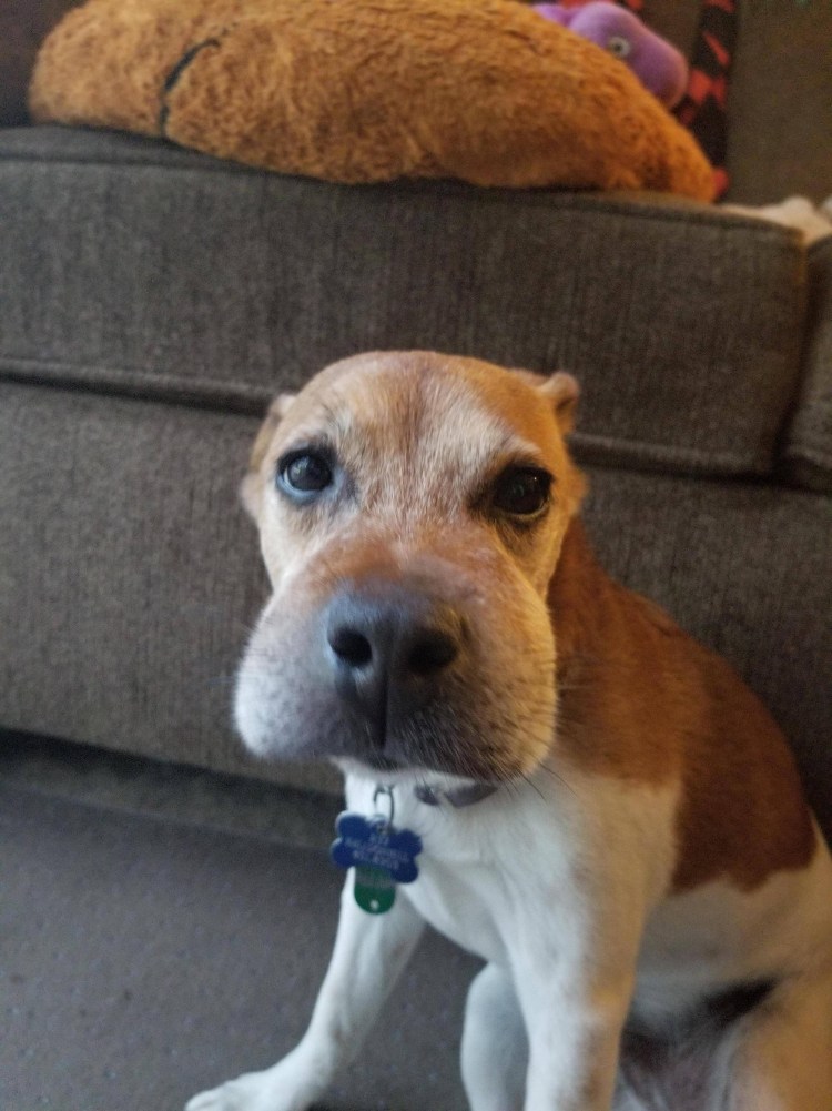 Кот которого укусила пчела