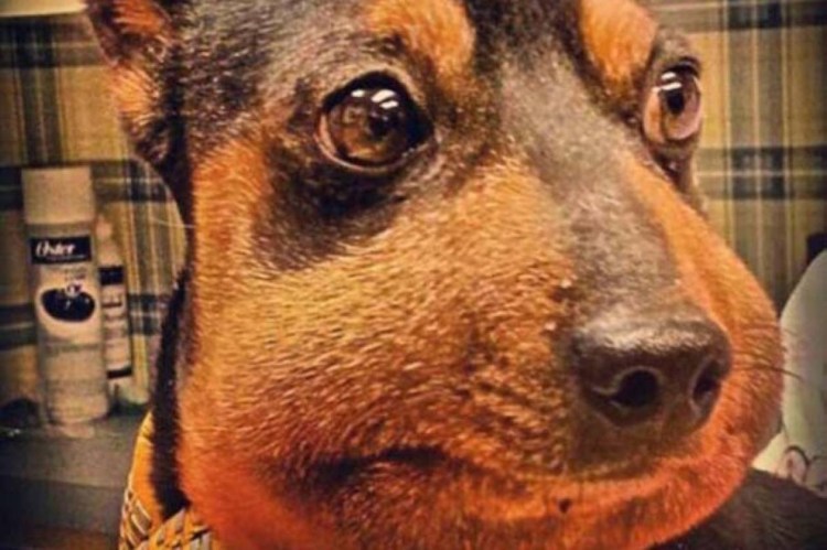 Таксу покусали пчелы