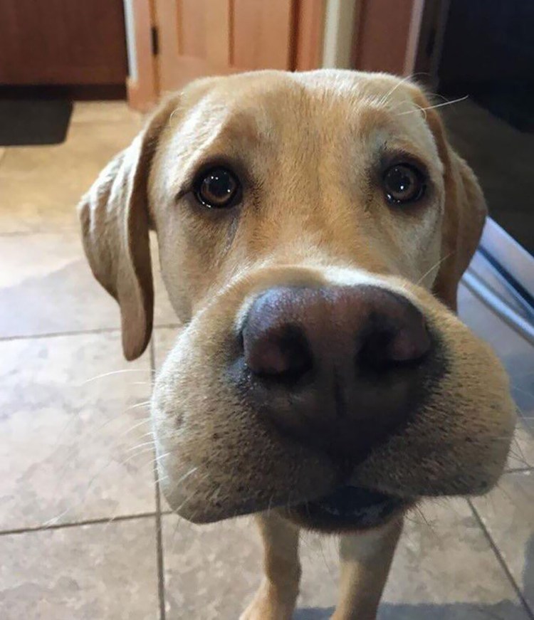 ПОЛОФАТЫЕ Фуки