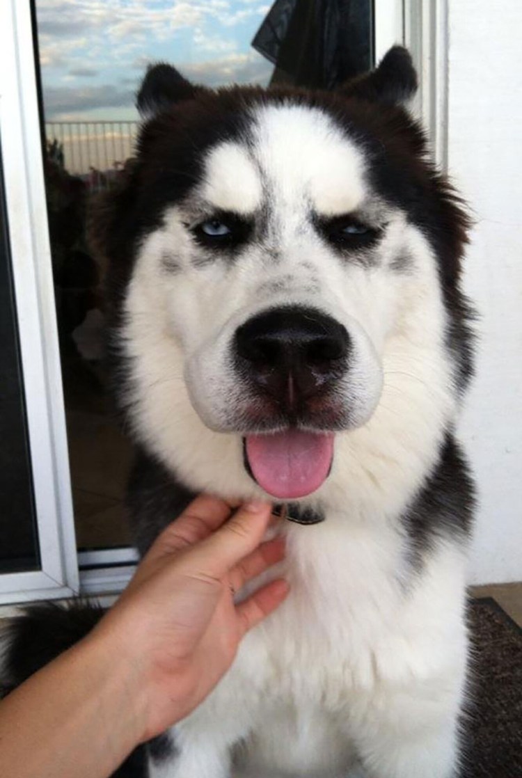 Собаку ужалила пчела