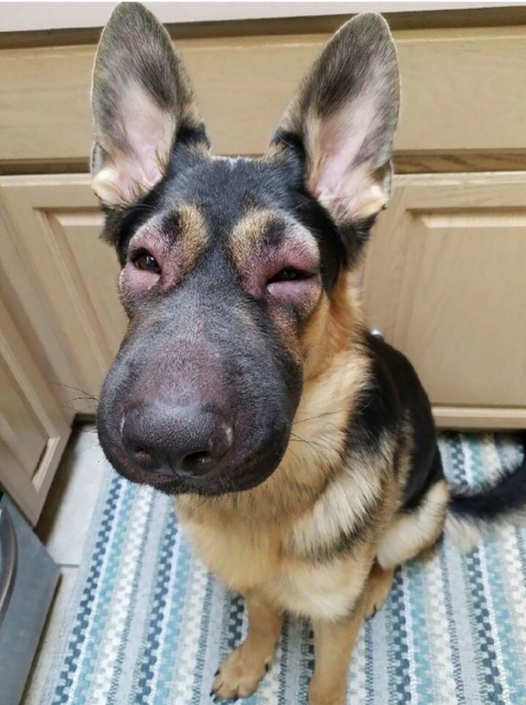 ПОЛОФАТЫЕ Фуки