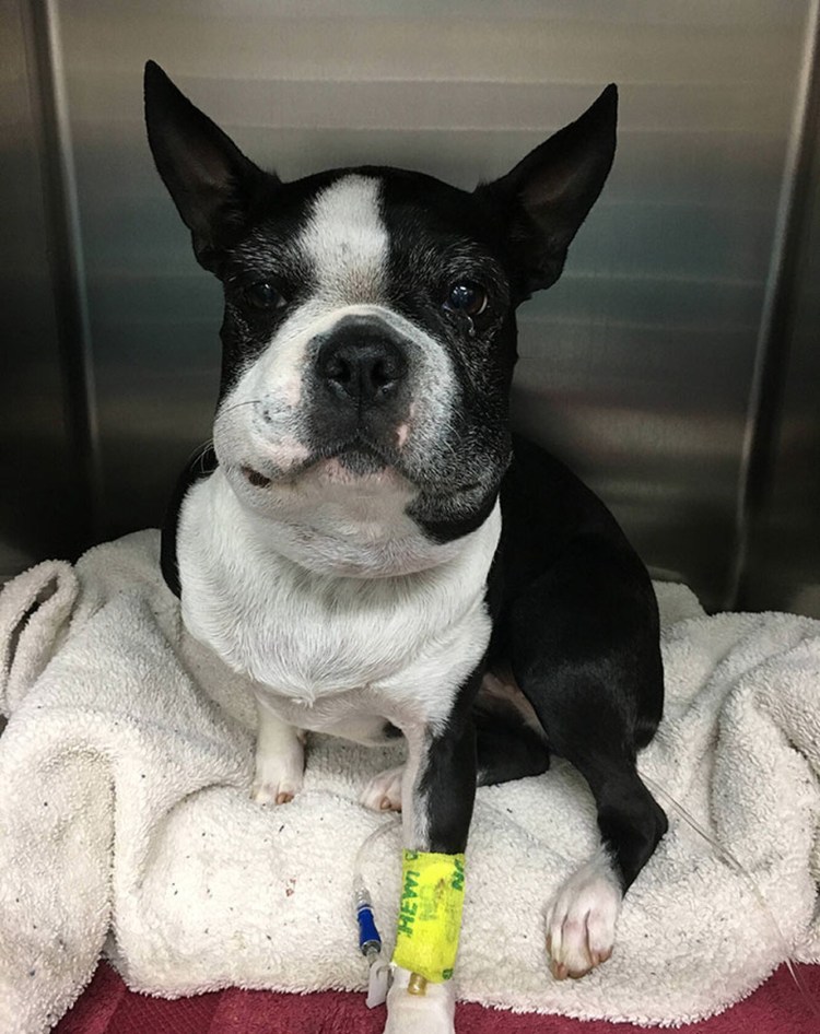 Собаку укусила пчела