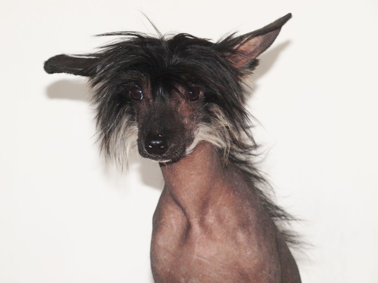 Лысая хохлатая собака