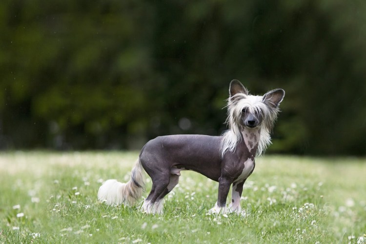 Китайская хохлатая старенькая