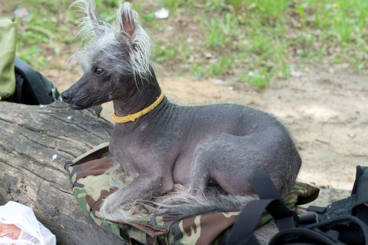 Китайская хохлатая уродливая