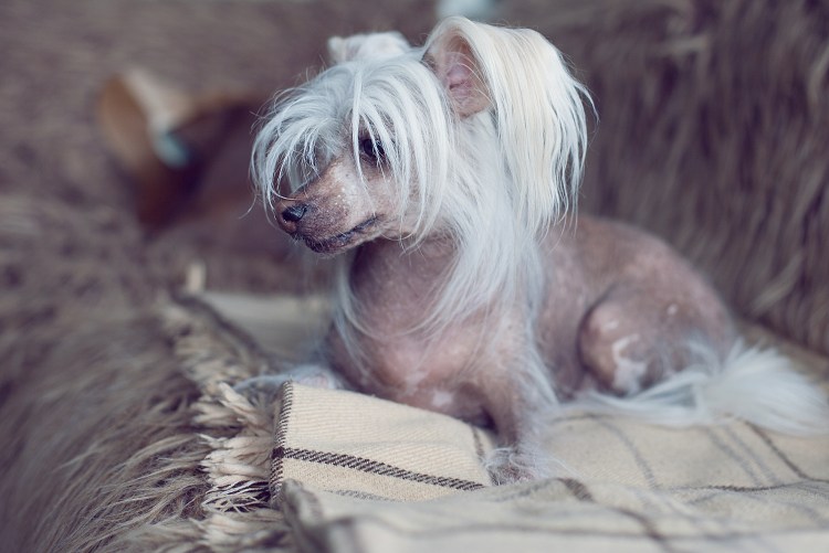 Китайская хохлатая собака лысая