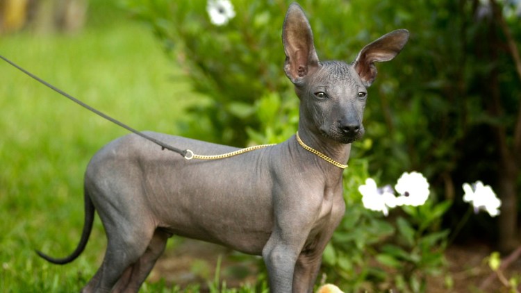 Китайская хохлатая карликовая