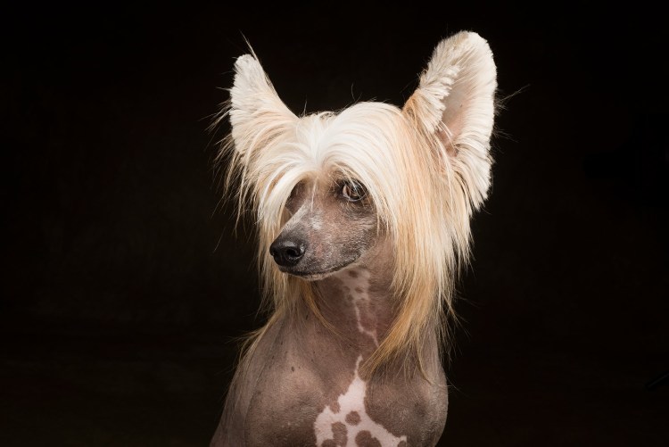 Китайская хохлатая лысая порода