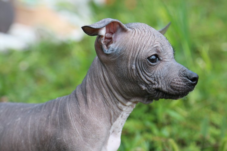 Китайская хохлатая мохнатая