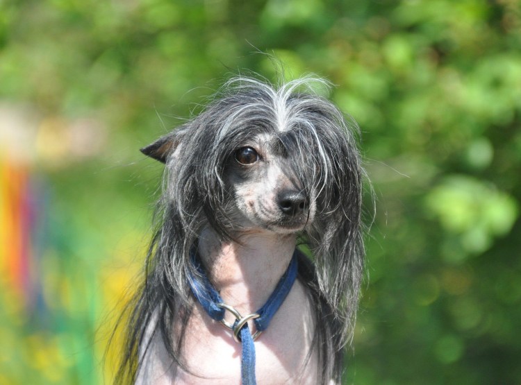 Мексиканская хохлатая собака