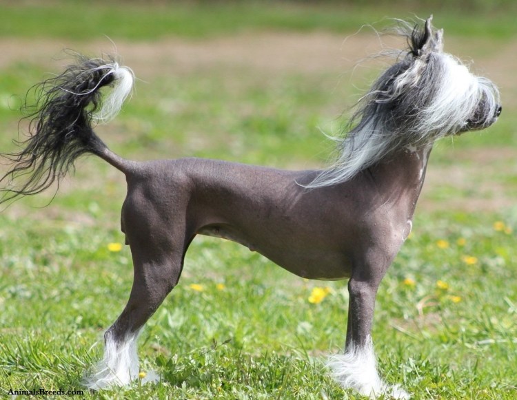 Китайская хохлатая собака голая