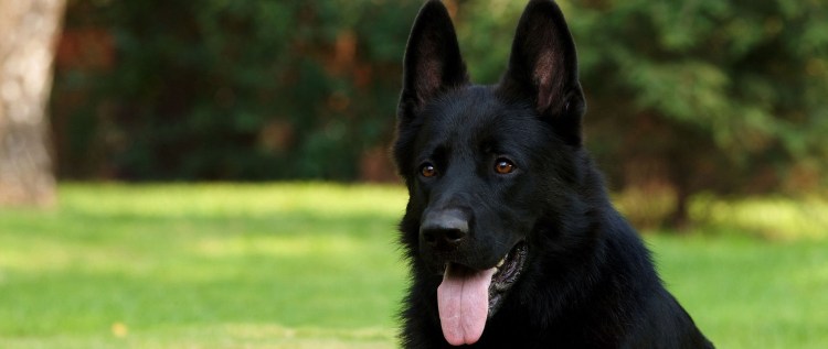 Немецкая овчарка черная короткошерстная