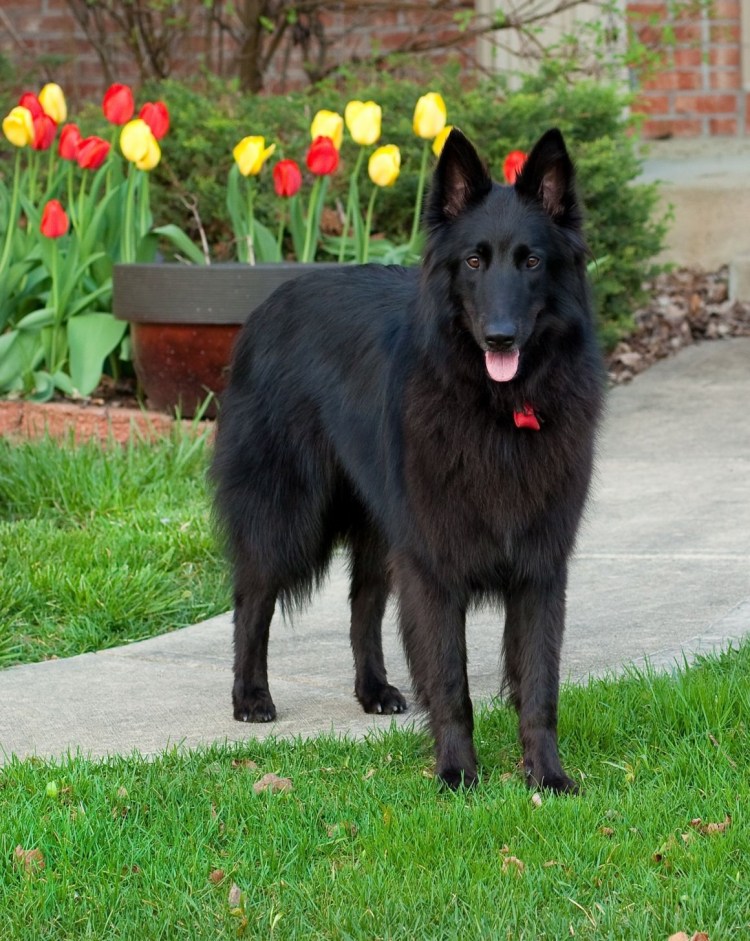 Волкособ канадский черный волк