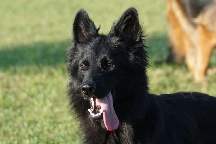 Шекперка Бельгийская овчарка
