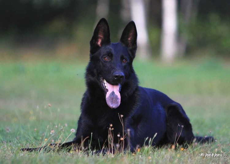 Бельгийская овчарка грюнендаль щенки