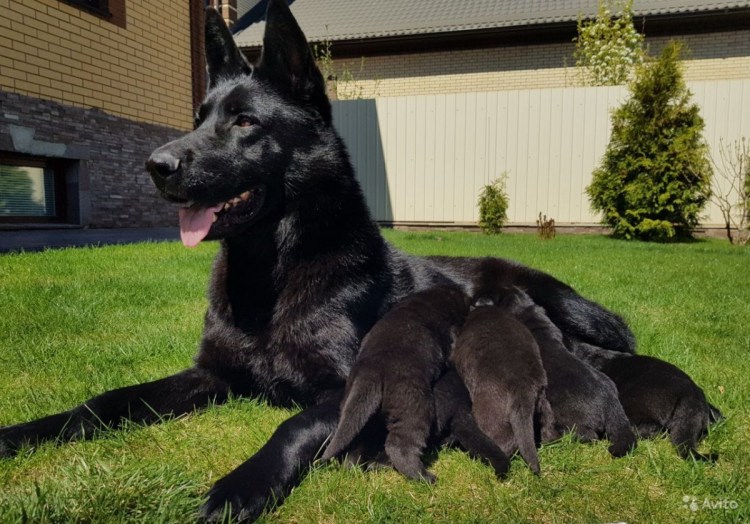 Австрийская овчарка черная