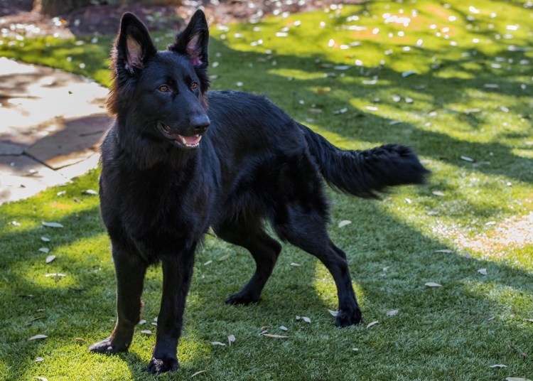 Овчарка Бельгийская грюнендаль короткошёрстная