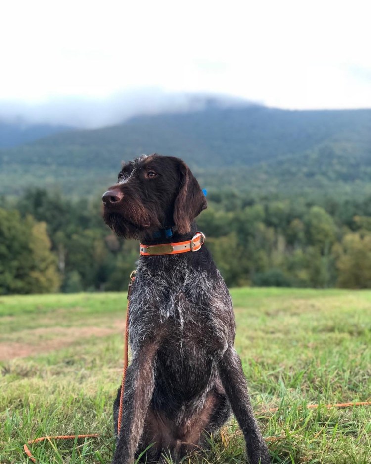 Дратхаар порода собак