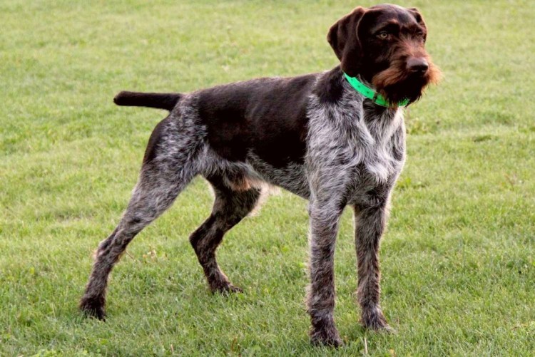 Дратхаар гладкошерстный