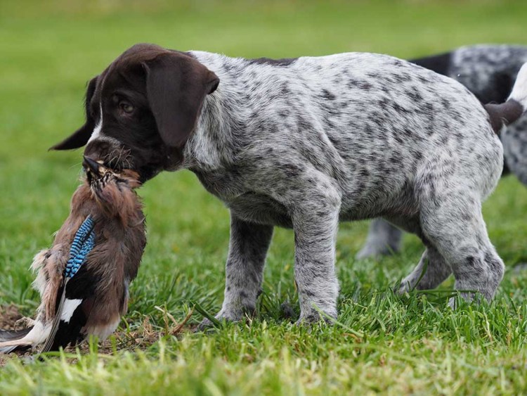 Порода собак Дойч дратхаар