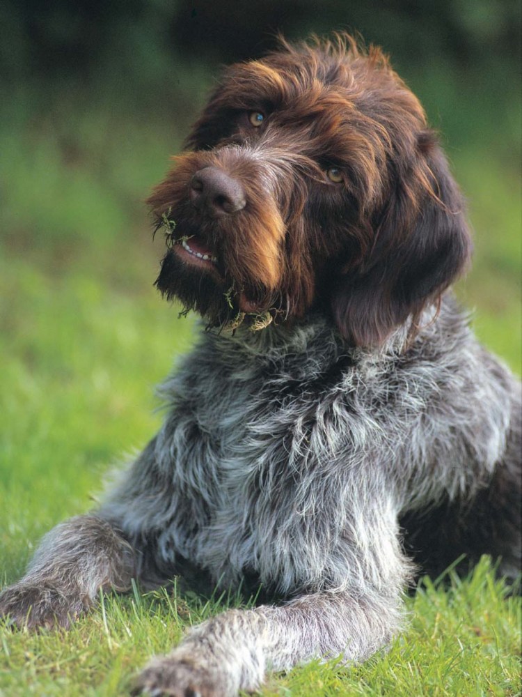 Немецкая жесткошерстная легавая дратхаар