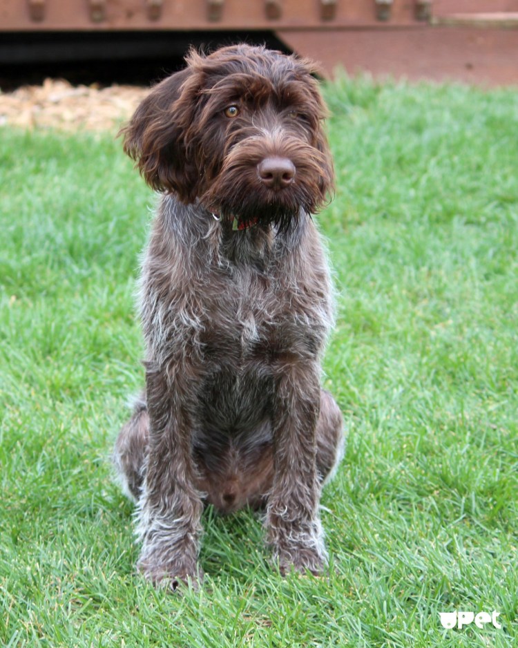 Дратхаар щенки черный