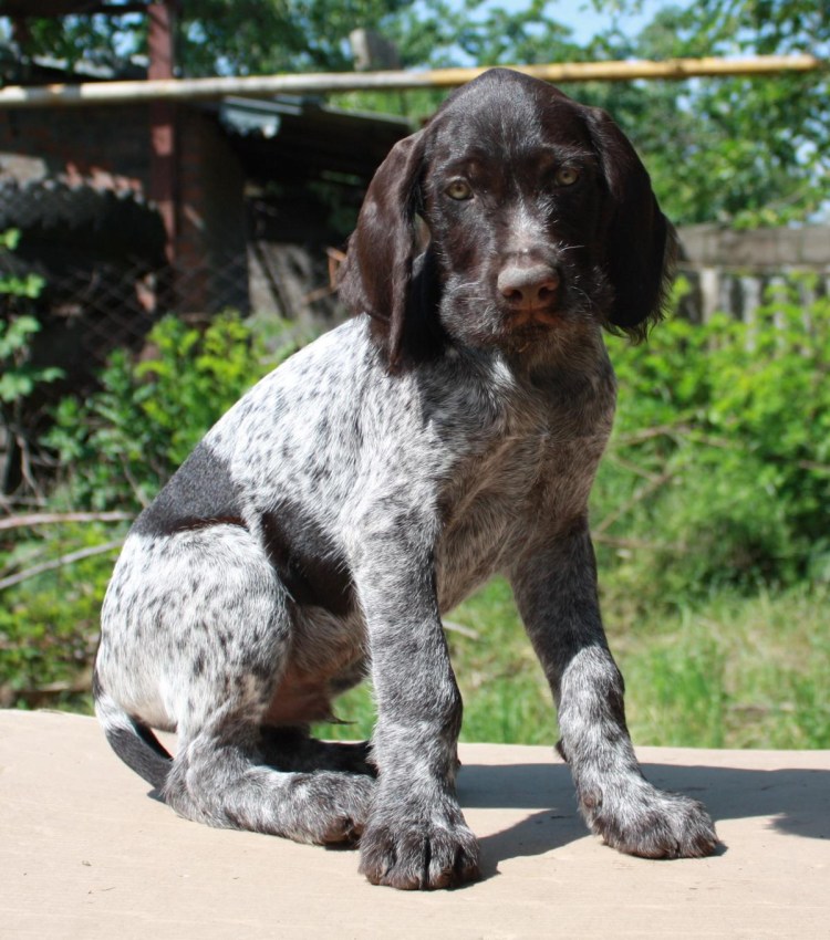 Дратхаар шоколадный