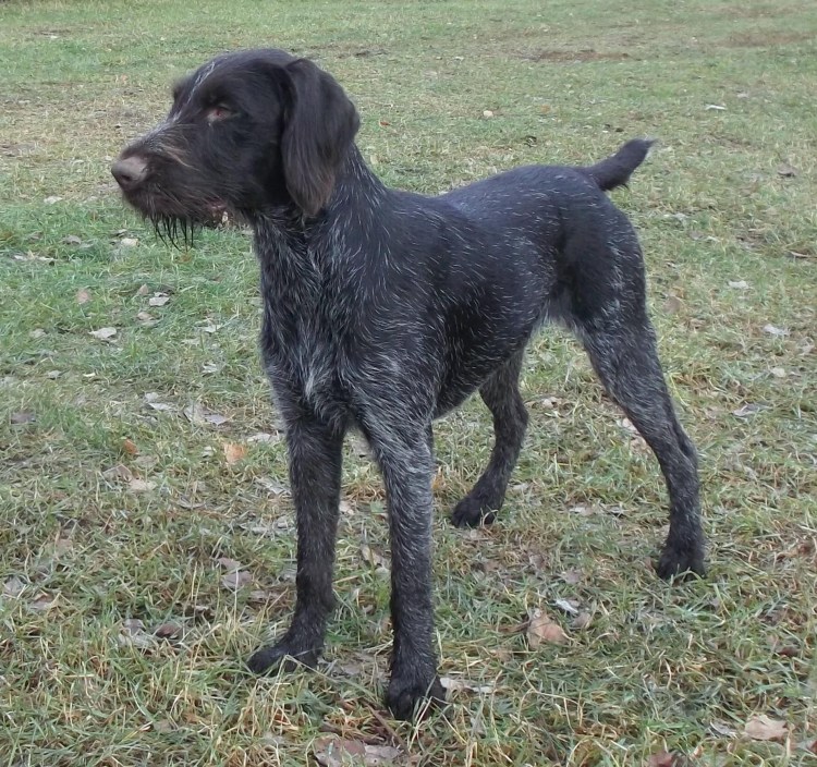 Дратхаар порода собак