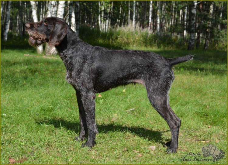 Курцхаар собака