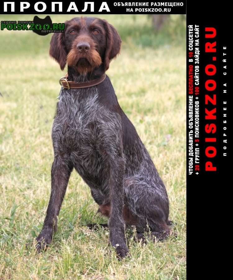 Дратхаар порода собак