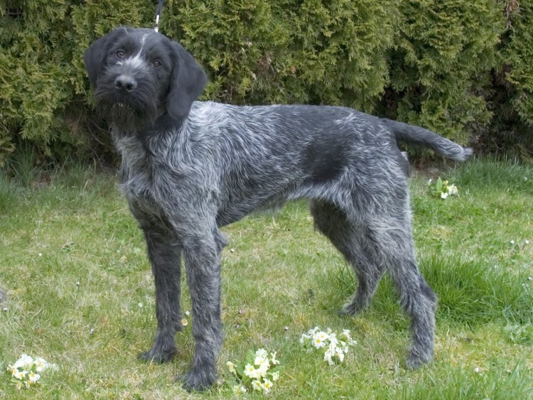 Дратхаар порода собак