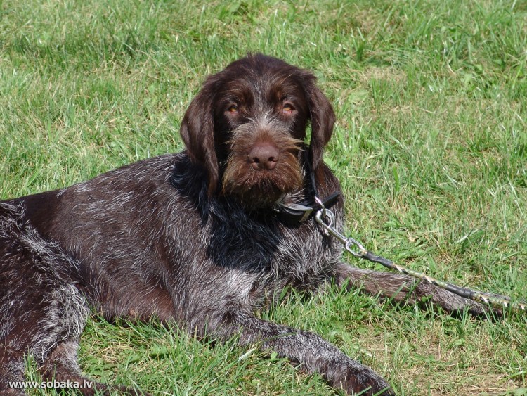 Немецкая жесткошерстная легавая дратхаар