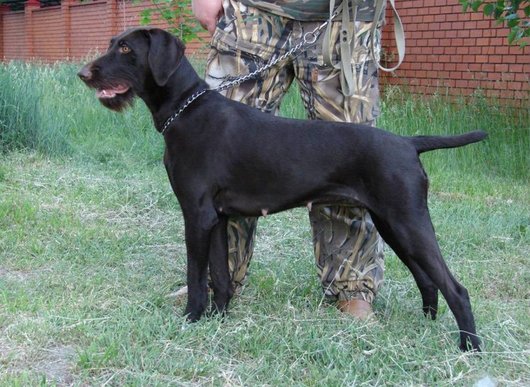 Немецкая легавая дратхаар