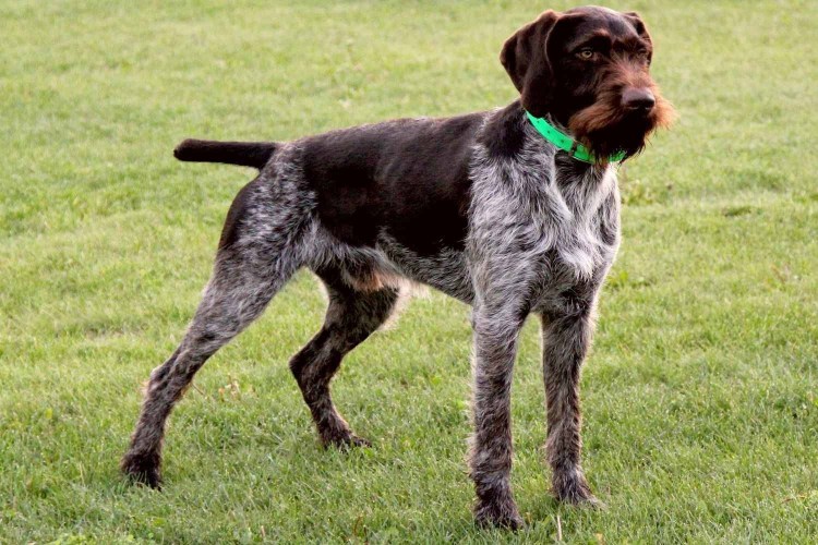 Порода дратхаар